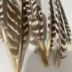 6 Wild Turkey Primary Barred Wing Feathers Art Archery Crafts Quill Fly Tying