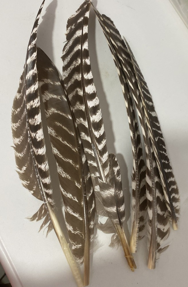 6 Wild Turkey Primary Barred Wing Feathers Art Archery Crafts Quill Fly Tying