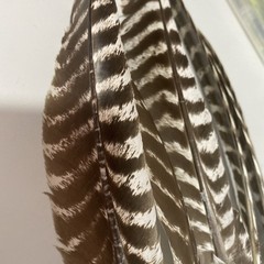6 Wild Turkey Primary Barred Wing Feathers Art Archery Crafts Quill Fly Tying
