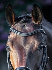 New Black U-Shaped/Curved Plain Raised Padded Browband – Full Horse