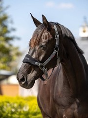 LeMieux Vogue Headcollar & Leadrope – Black