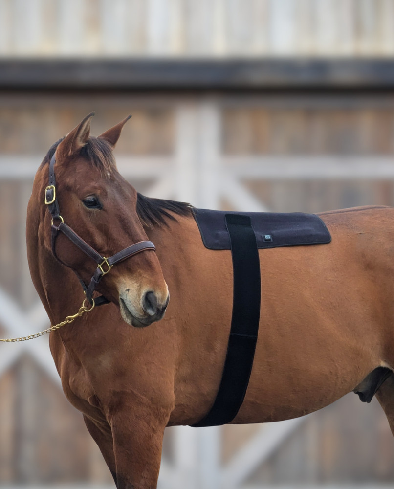 GlowLine Red / Near-Infrared Light Therapy Large Back Pad for Horses, 19×21 inch