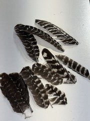 100% Genuine Wild Turkey Feathers For Vanes Fletching Arts Crafts | Left Wing