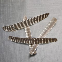 50Pcs Archery Arrow Natural Feathers L/H Wings Fletching Training Shooting DIY