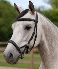 Horse Western Horse Western English Tack Black Leather Bitless Sidepull Bridle