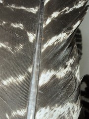 100% Genuine Wild Turkey Feathers For Vanes Fletching Arts Crafts | Left Wing