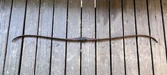 Bear Archery Brown Bear #45 Vintage Recurve Bow Brown 45lbs. 60in.