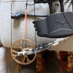 bear paradox compound bow