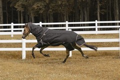 TuffRider All Seasons Blanket 69 Black