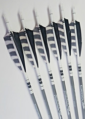 Goldtip warriors arrows for Traditional archery