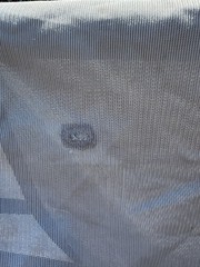 81” Bucas Buzz Off Full Neck Horse Fly Sheet – Used