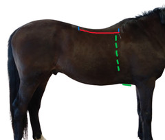 Find the RIGHT Dressage, Jump, AP Saddle: USB Buying Guide by Saddle Fit Solved
