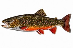 Brook Trout FISH Sticker Fishing Decal Car Bumper Cooler Tackle box Kayak Boat