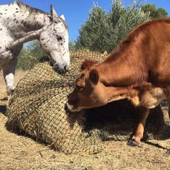 Aoneky Bale Hay Net – Slow Feed Haynet for Horses 5×5 ft, Black