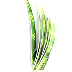 50pcs Archery RW Fletches 18-25cm Turkey Feather DIY Traditional Hunting Arrows