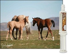 UltraCruz Foal Advanced Probiotic Supplement for Horses, 60 ml, Paste (2 Days)