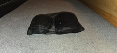 Eight Ball Multi-Sport Knee and Elbow Pads – Ages 8+