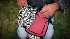 Rugged Burgundy Chicken Saddle for Standard Breeds – Feather Protection Included
