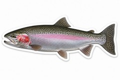Rainbow Trout FISH Sticker Fishing Decal Car Bumper Cooler Tackle Kayak Boat