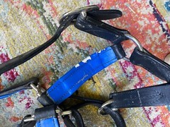 dover saddlery padded full size leather halter no reserve FREE SHIPPING