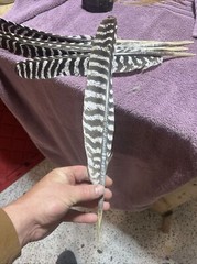 Wild Turkey Primary Barred Wing Feathers Set Of Five Feathers Art Archery Crafts