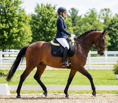 Dressage Saddle Pad, English Saddle Pad with Sheepskin Trim, Lambskin