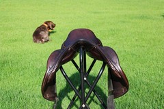 16.5” Toulouse Marielle Mono Flap Eventing Saddle