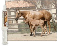 UltraCruz Foal Advanced Probiotic Supplement for Horses, 60 ml, Paste (2 Days)