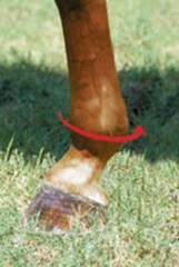 Professionals Choice 2XCOOL Pony Tracks M Sport Medicine Horse Boots Medium