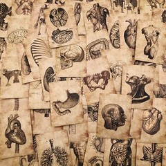 10pcs Body Schematic Stickers Skeleton Parts Human Vinyl Decals US Seller
