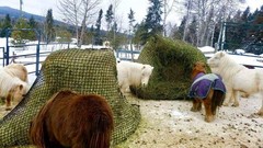 KNOTLESS Heavy Duty 5mm Thick Round Bale Slow Feed Hay Net 6×6 (Hole_Size_1.5…