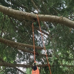 Arborist Climbing Throw Line 3 mm (1/8 in) 150 ft Spool Cord 350 lbs Tensile