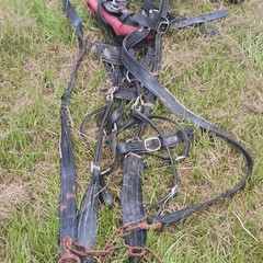 Black Leather Horse Driving Harness Set w/ Red Padded Collar Breastplate Straps