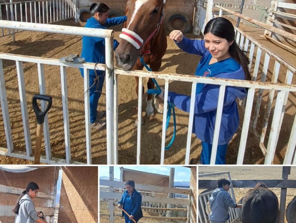 Sesión de equinoterapia: vínculo persona–caballo
